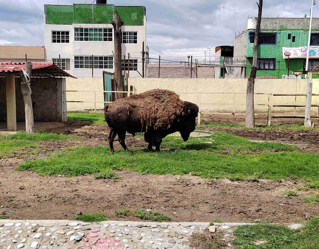 Conoce Parque del Pueblo: el zoológico de Nezahualcóyotl ¡tiene leones y osos! 2