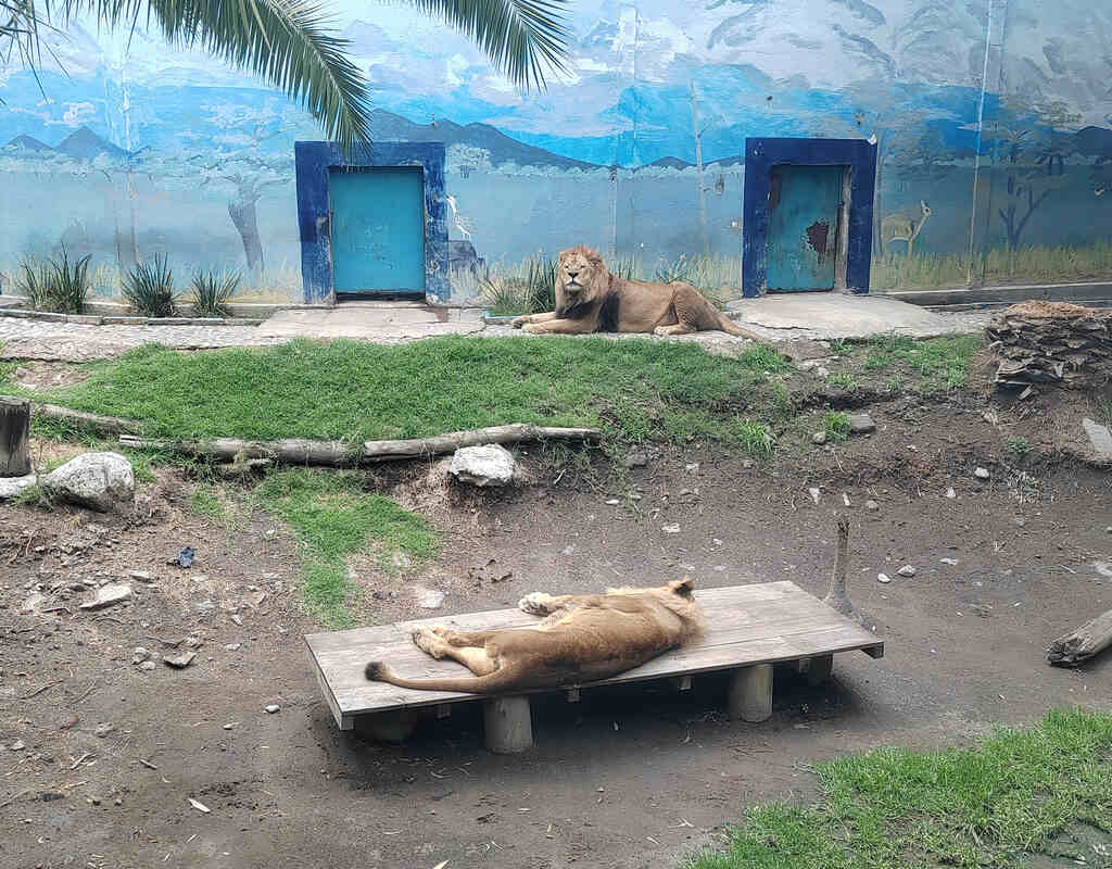 Conoce Parque del Pueblo: el zoológico de Nezahualcóyotl ¡tiene leones y osos! 1