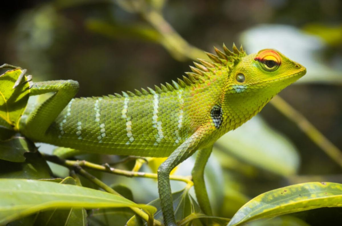 animalia-2023-flora-fauna