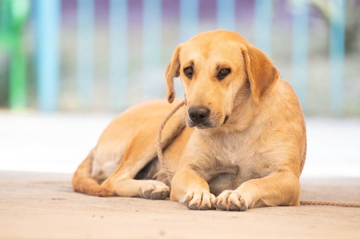 Casa Mahtli: conoce este nuevo refugio para perros y gatos callejeros en Iztapalapa