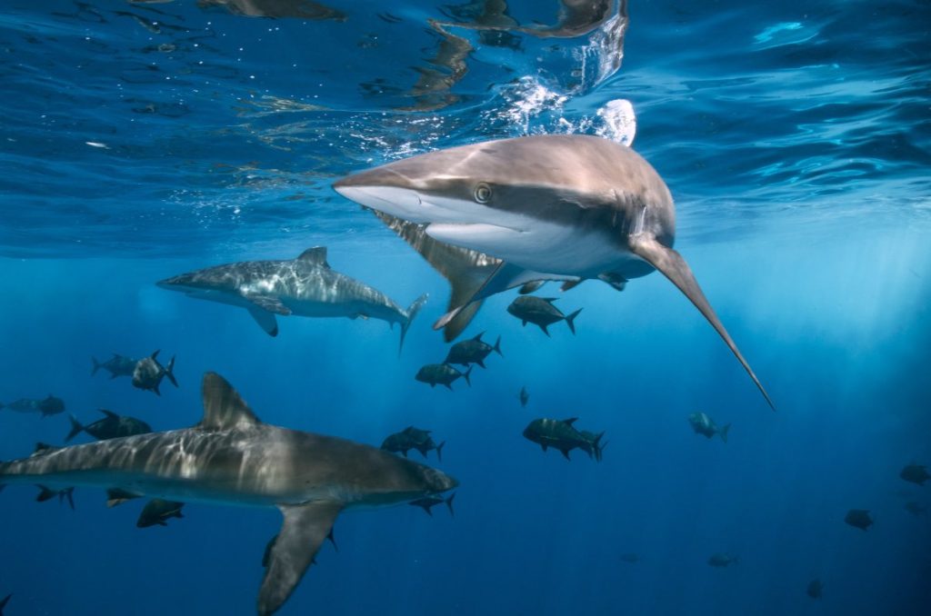 experiencia inmersiva de tiburones en chapultepec