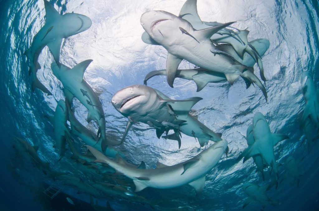 experiencia inmersiva tiburones cdmx