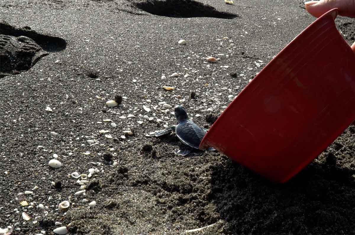 Celebra el Día Internacional de la Limpieza de Playas