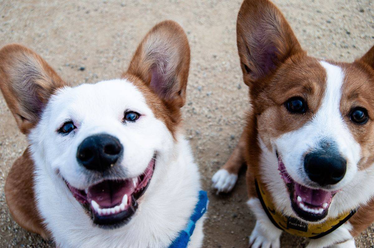 lomito-pirotecnia-denuncia-perros-felices