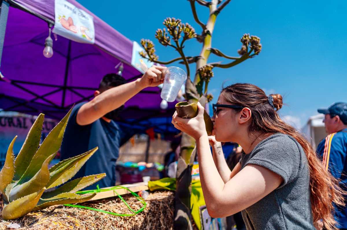 Échate un pulquito curado en la nueva edición de Pulcata Fest 2024