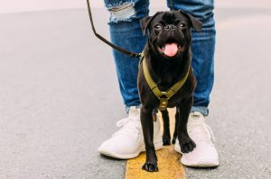Can Fest 2023: adopción, concurso de disfaces y ofrenda para perros