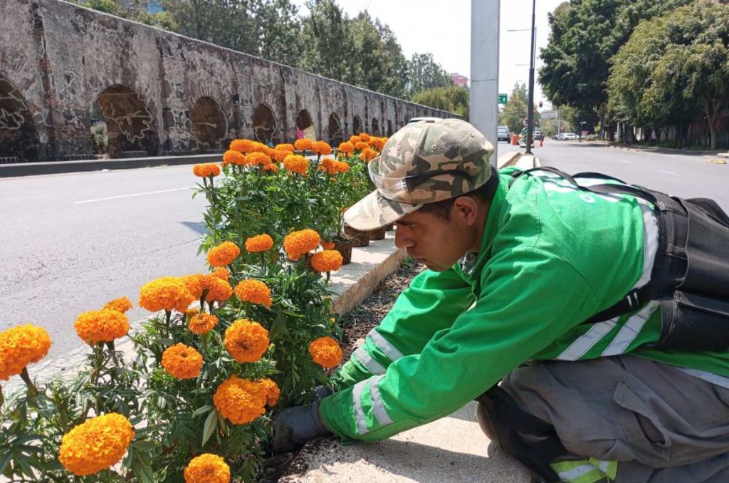 cempasúchil en reforma y cdmx