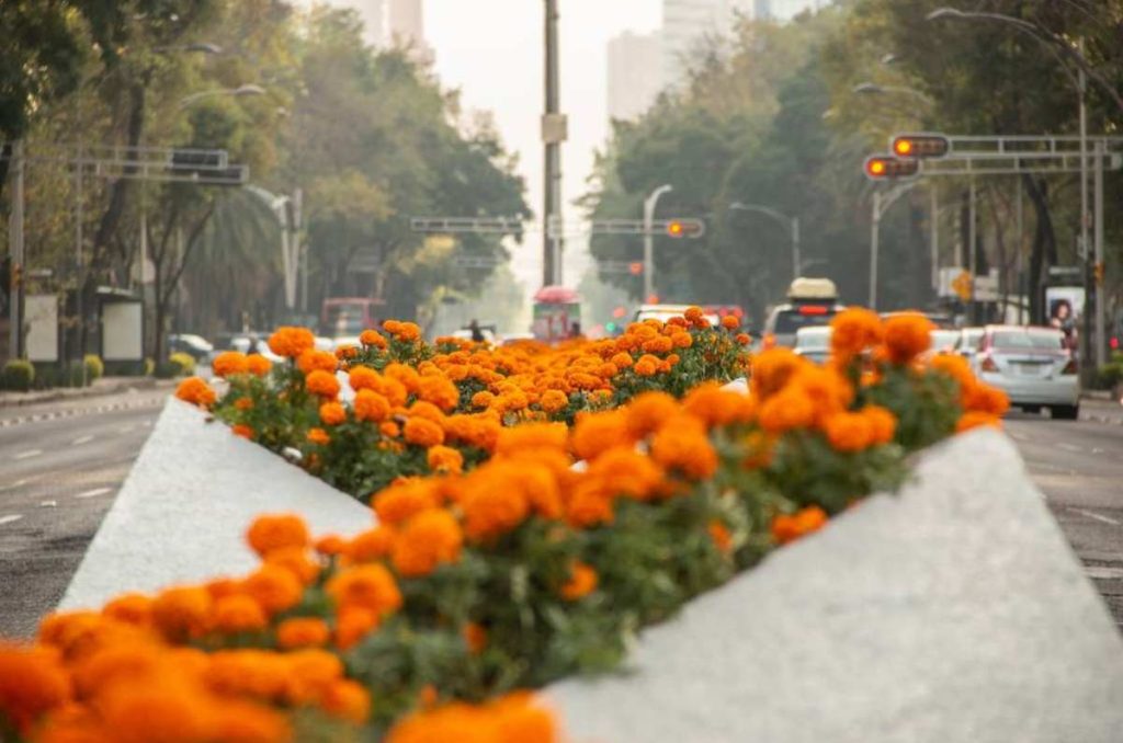 cempasuchil paseo de la reforma