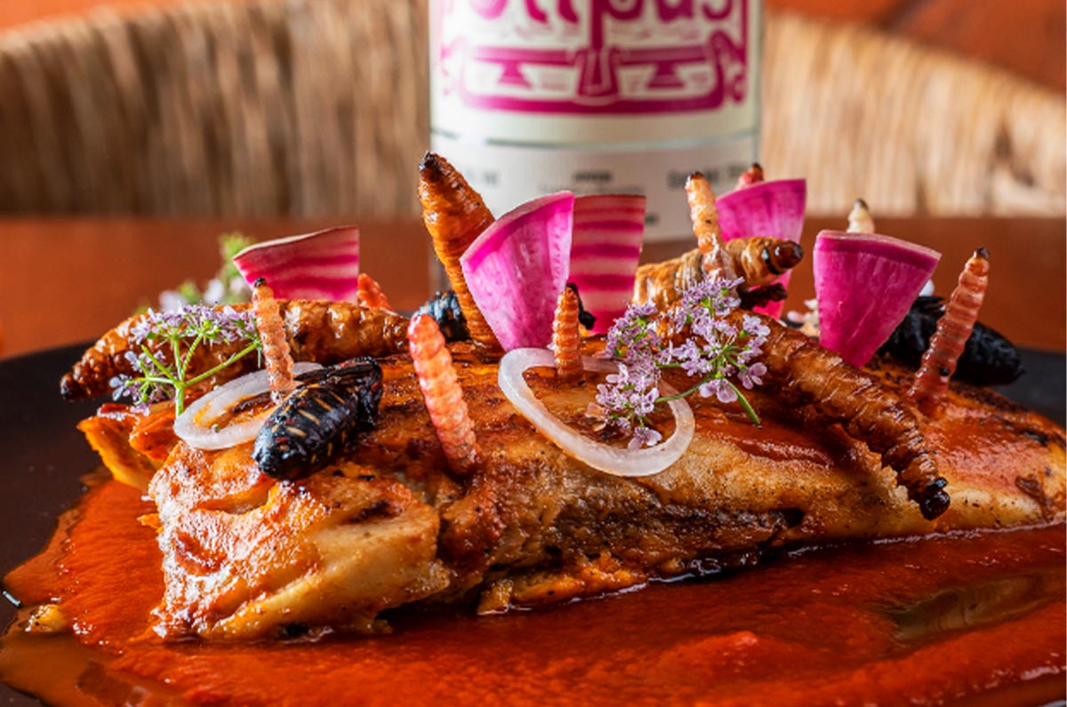 corazon-de-maguey-coyoacan
