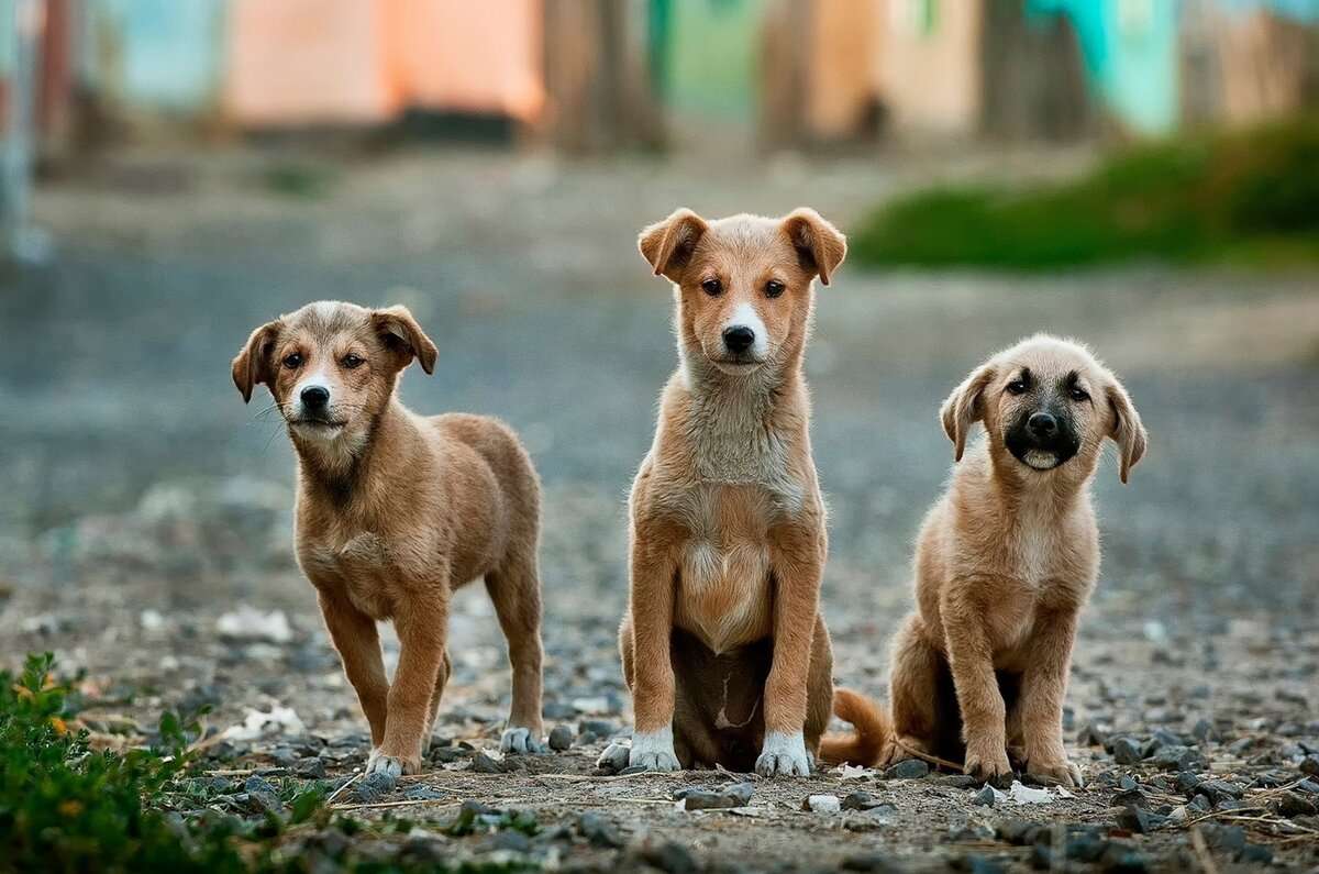 ¡Participa en el Croquetón del Centro de Transferencia Canina del Metro de CDMX!