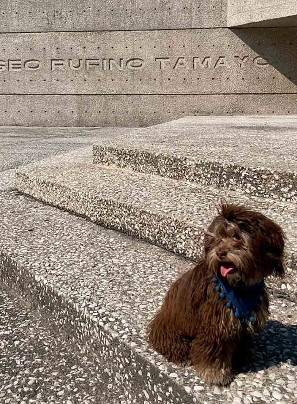 Museo Pet Friendly: el Tamayo inaugura exposición de perros 0