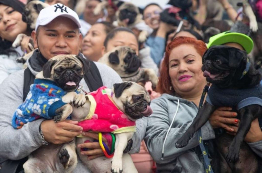 reunión masiva de pugs cdmx