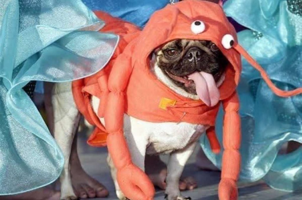 reunión de pugs temática de halloween