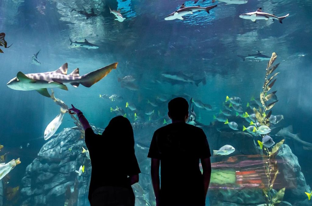 10 cosas (o más) qué puedes hacer en el Acuario Michin de Parque Tepeyac