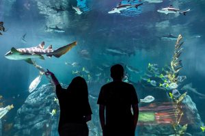 10 cosas (o más) qué puedes hacer y ver en el Acuario Michin de Parque Tepeyac