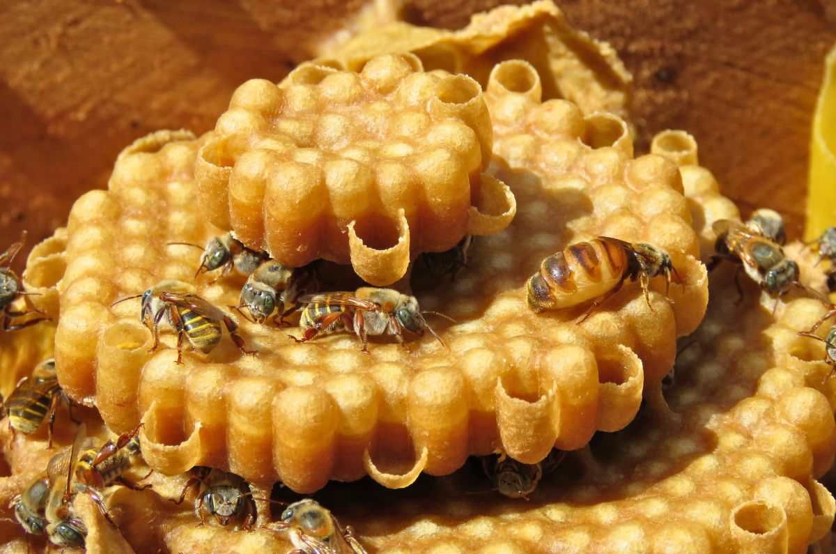 acuario-minchin-parque-tepeyac-abejas-meliponas