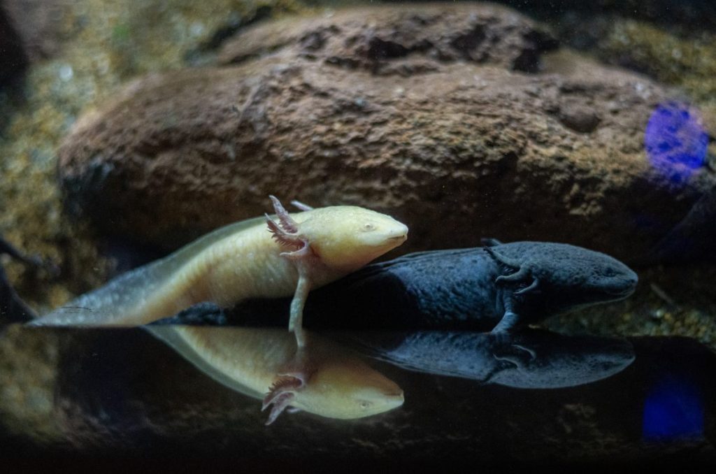 Ajolotes del Acuario Michin en Parque Tepeyac 