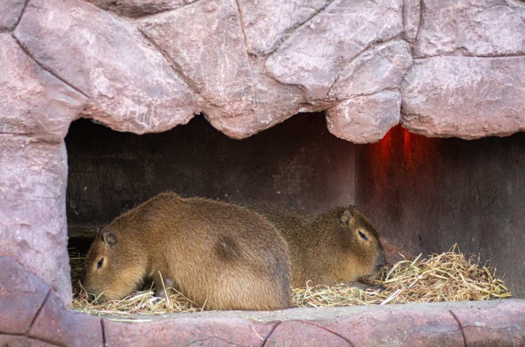 Capibaras del Acuario Michin en CDMX