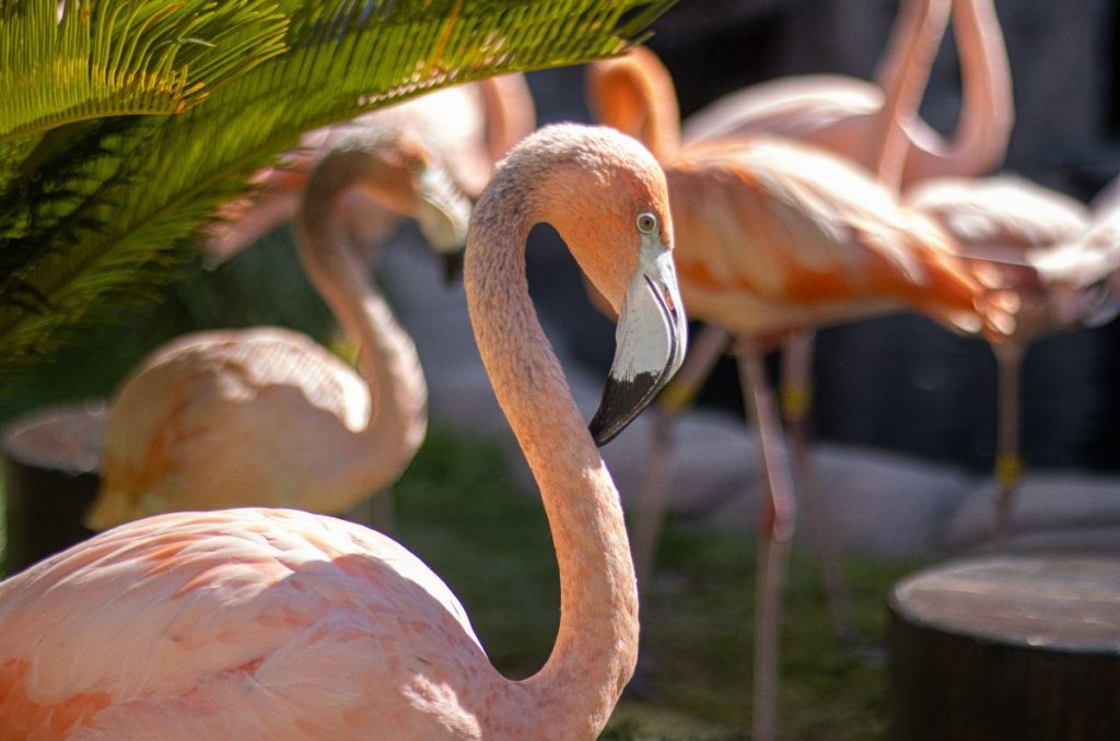 Flamingos del Acuario Michin