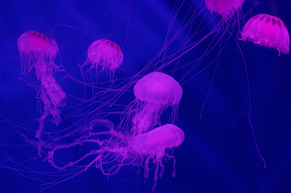 Medusas del Acuario Michin