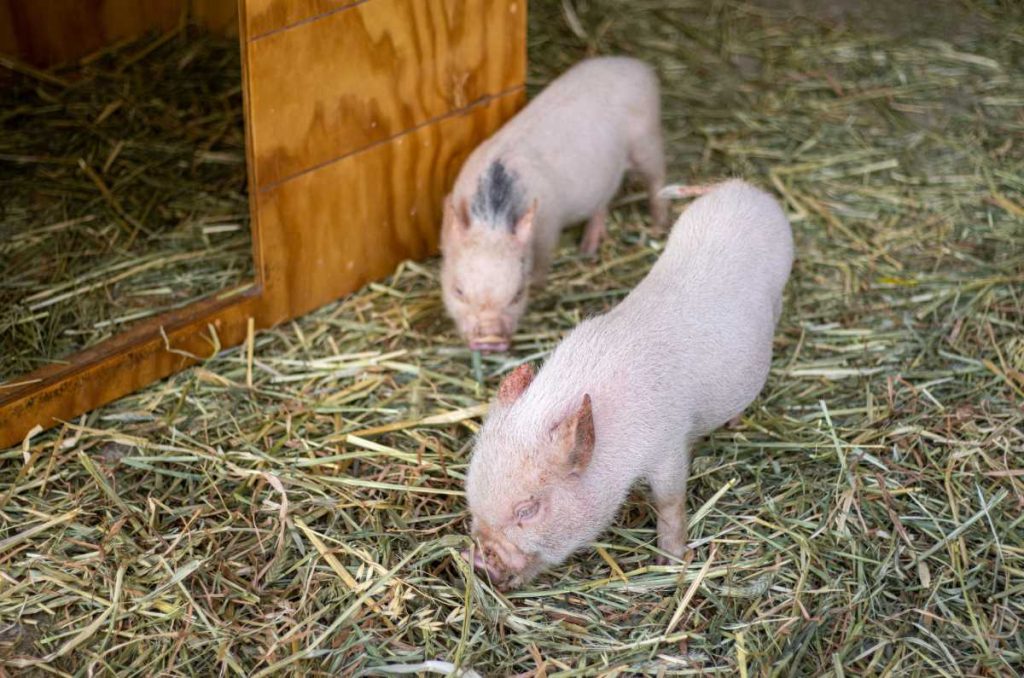 Granja Interactiva del Acuario Michin