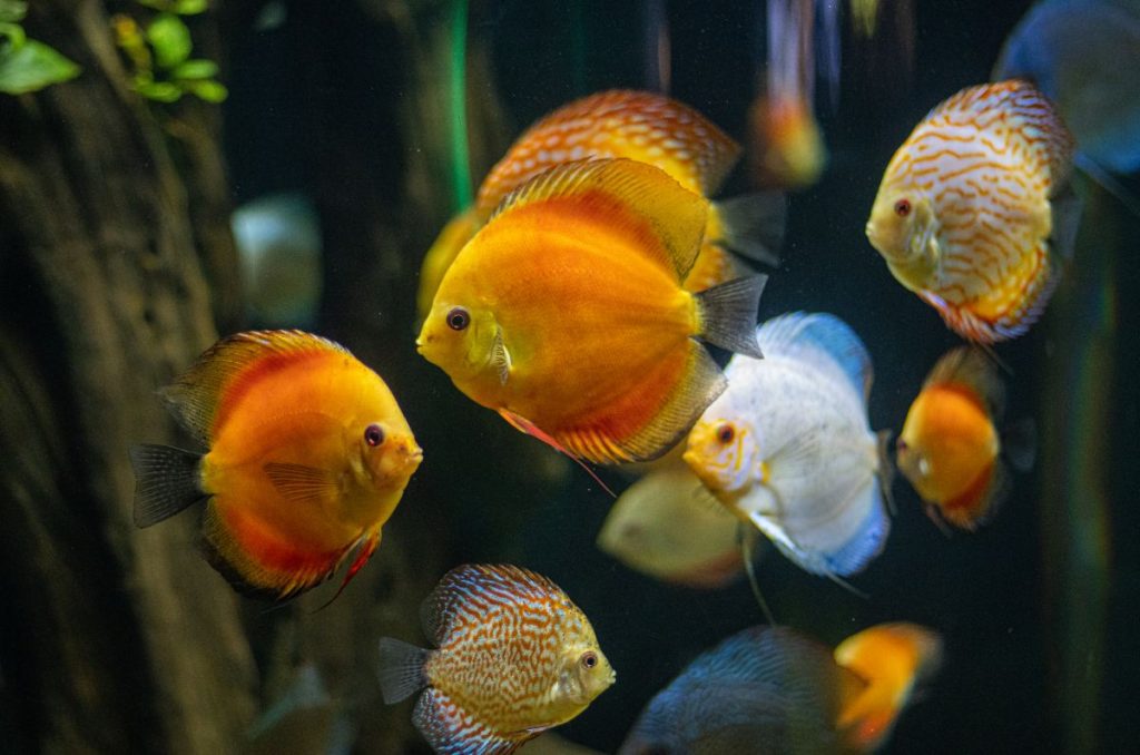 Acuario Michin Parque Tepeyac