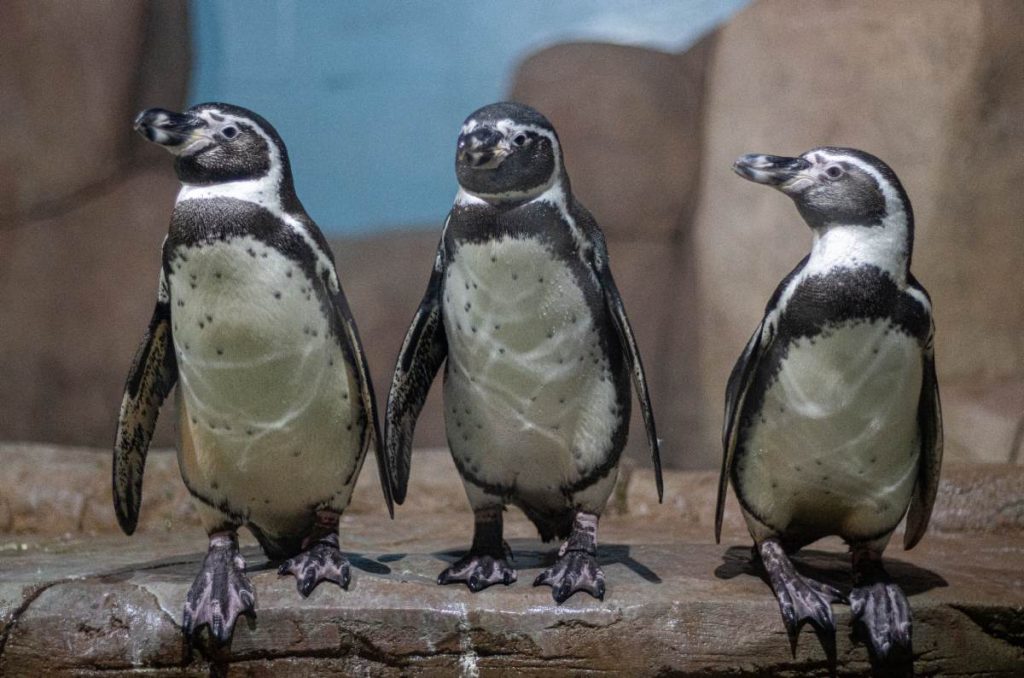  Pingüinario del Acuario Michin en Parque Tepeyac