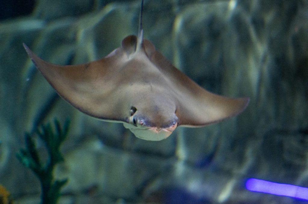 Rayas del Acuario Michin en el Parque Tepeyac