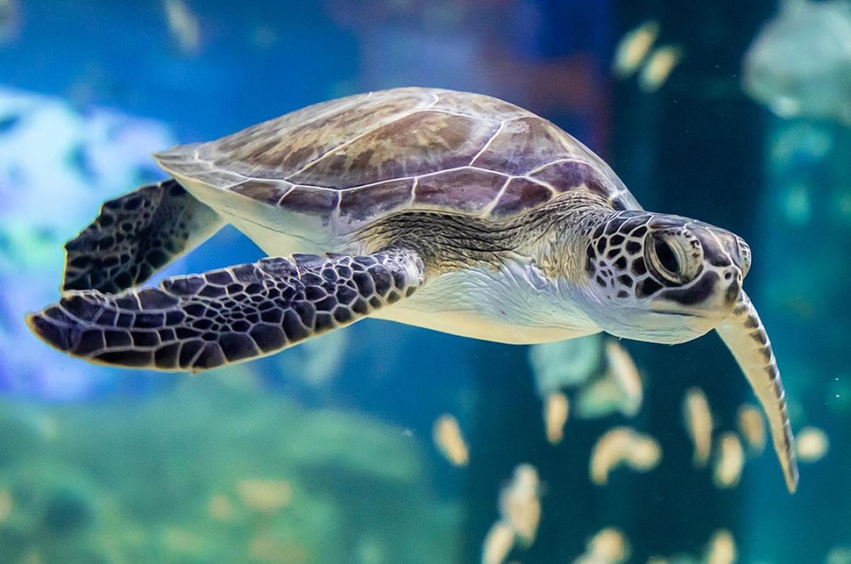 acuario-minchin-parque-tepeyac-tortugas-marinas