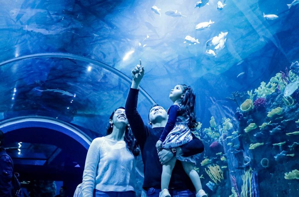 Tunel de tiburones del Acuario Michin