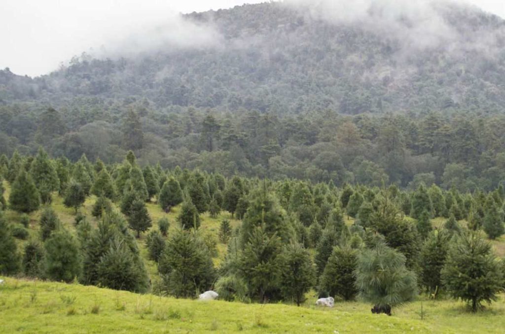 Venta de árboles de navidad en el Ajusco