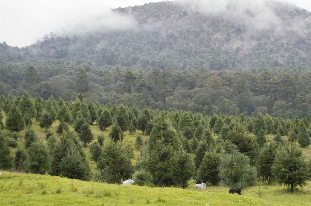 Corre por tu arbolito de navidad y nochebuena al Ajusco 