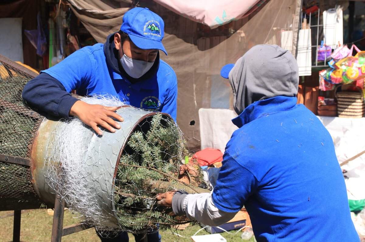 Dónde ir a comprar tu árbol de Navidad natural cerca de CDMX