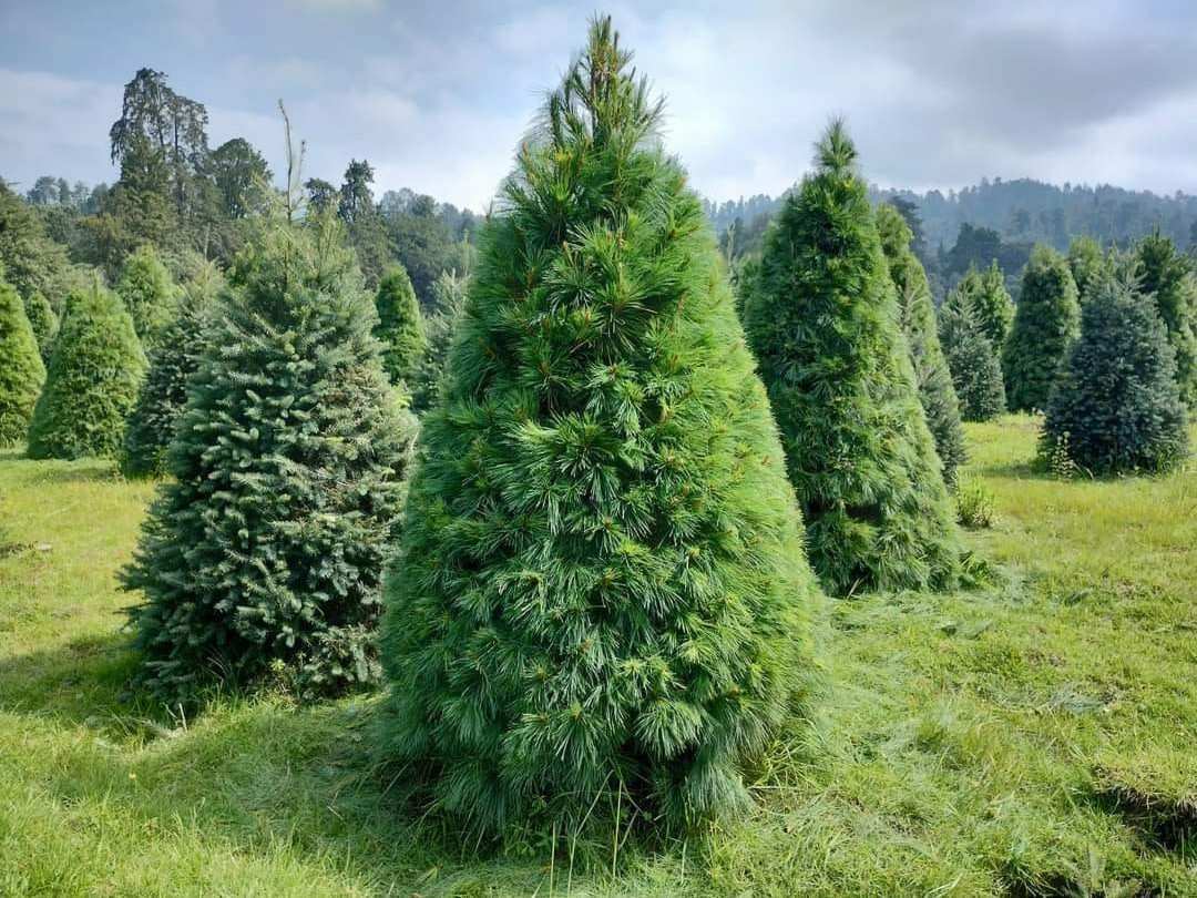 árbol de navidad natural