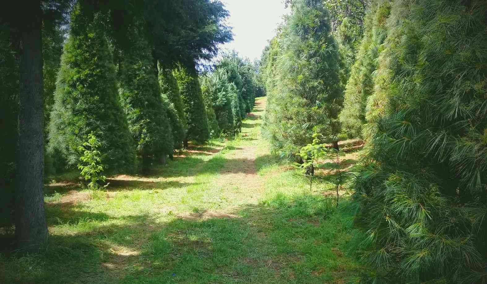 Dónde ir a comprar tu árbol de Navidad natural cerca de CDMX 2