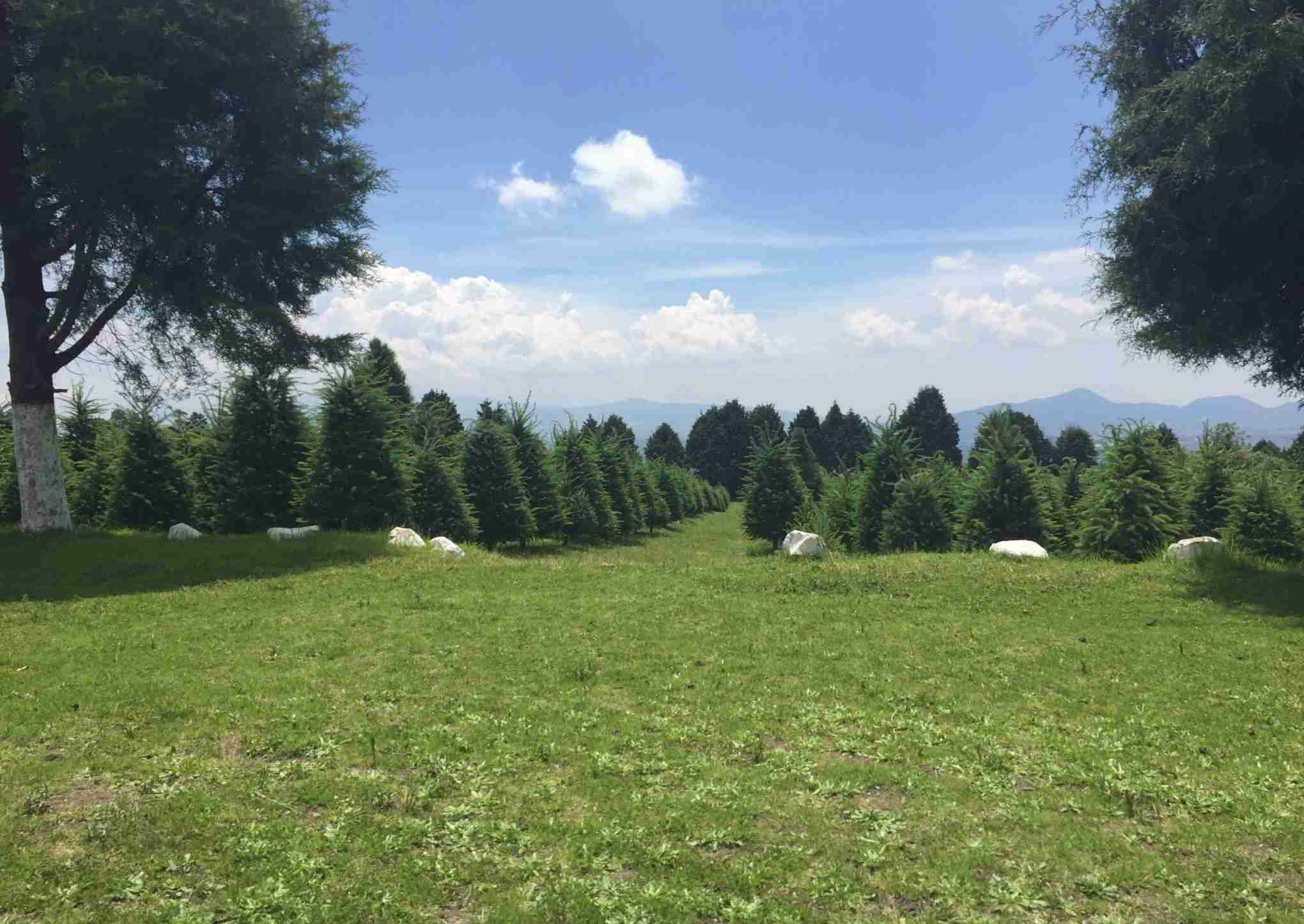 Dónde ir a comprar tu árbol de Navidad natural cerca de CDMX 3