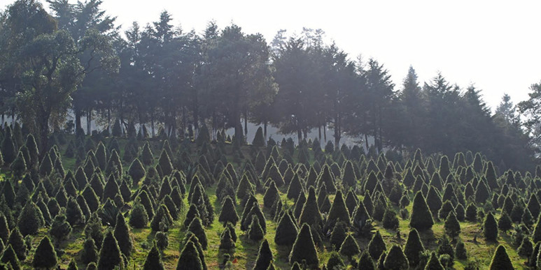 Dónde ir a comprar tu árbol de Navidad natural cerca de CDMX 1