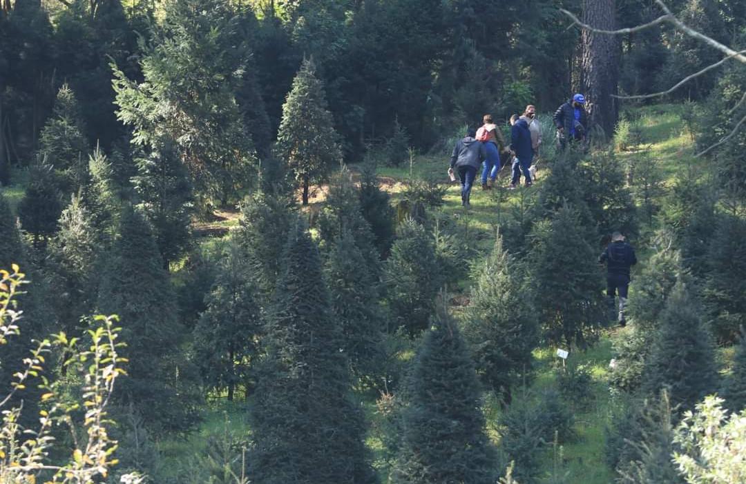 árbol de navidad natural