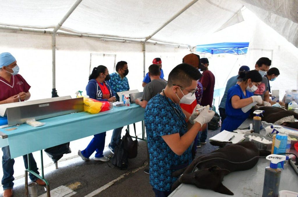 ¡Vacuna a tu mascota gratis! Jornada La Medicina Veterinaria y el Bienestar Animal en CU 0