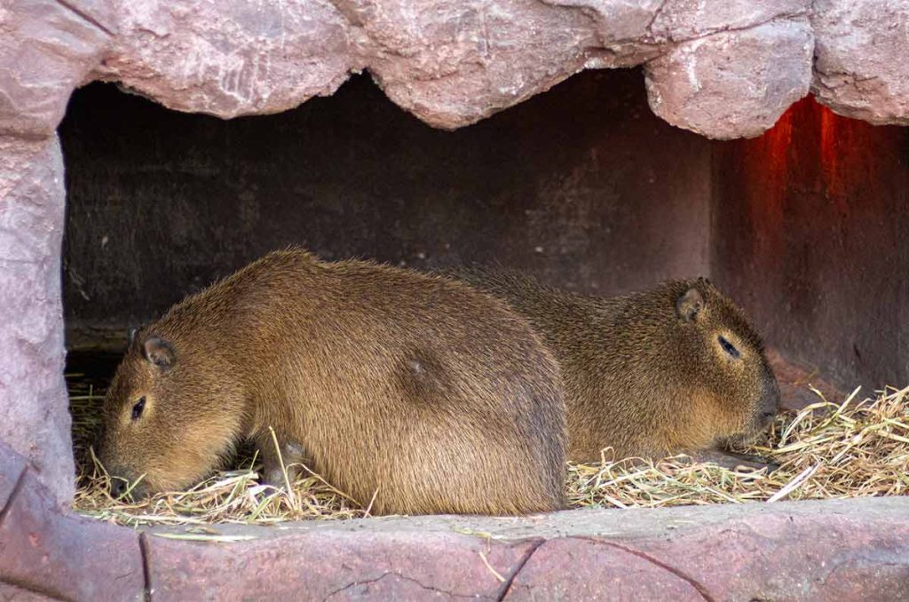 Capibaras Acuario Michin
