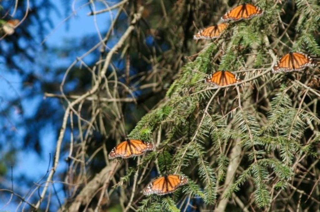 Mariposas Monarca México 2023