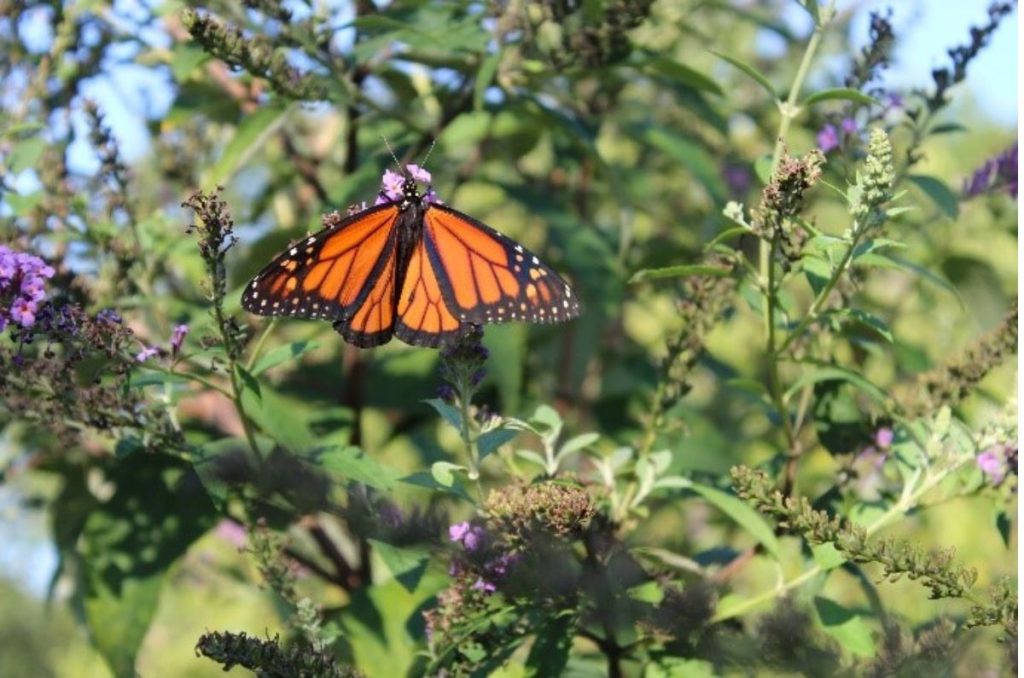 Mariposas Monarca Estado de México