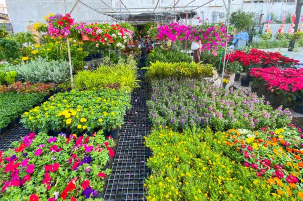 Mercado de plantas en cuemanco, xochimilco