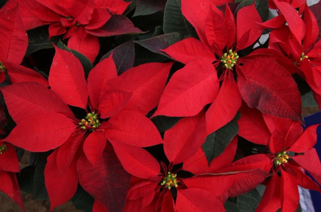 árboles de navidad y nochebuenas en el Ajusco