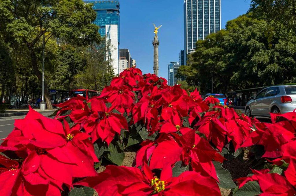 ¡Ya hay nochebuenas en Reforma y otras calles de CDMX! 