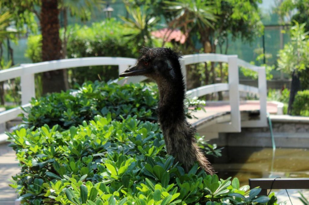 Conoce las atracciones gratuitas del Parque Ecológico Ehécatl 