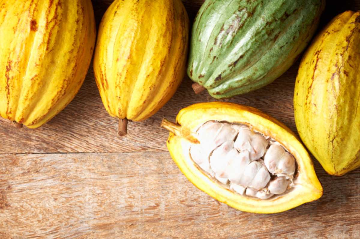 productos-mexicanos-tienen-denominacion-de-origen-cacao-de-grijalva