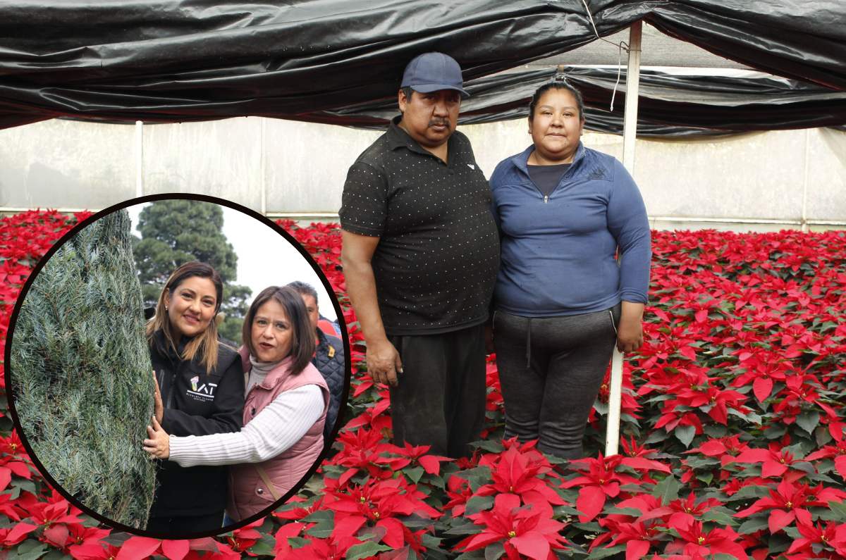 Habrá venta de nochebuenas y árboles de Navidad en Tlalpan ¡Desde $60!