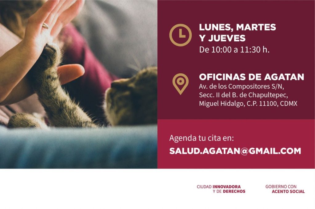 Campaña permanente de esterilización gratis