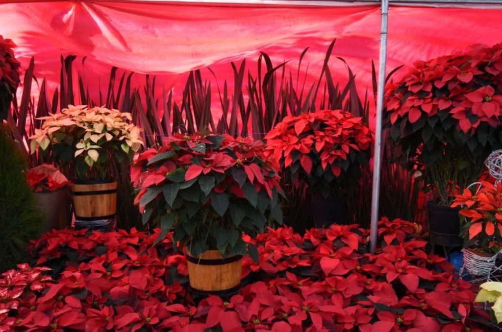 festivl navideño en el bosque de chapultepec